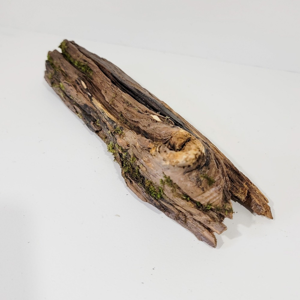 Natural Mossy Wood Log Air Plant Holder Rustic Terrarium Decor Piece